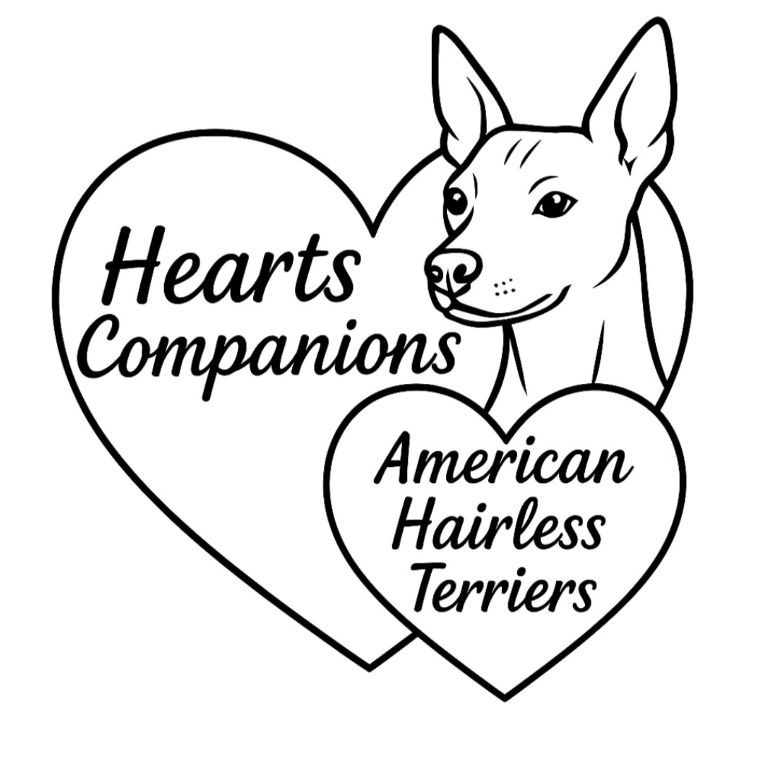 Hearts Companions - American Hairless Terriers